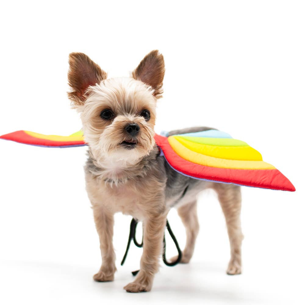 Small dog wearing a rainbow-colored cape on a white background