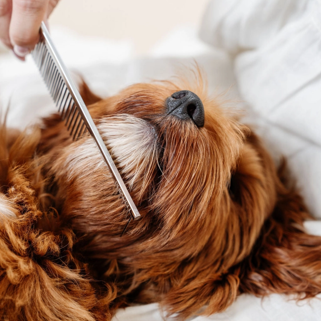 Dog being groomed with a comb, close-up of the dog's face and comb.