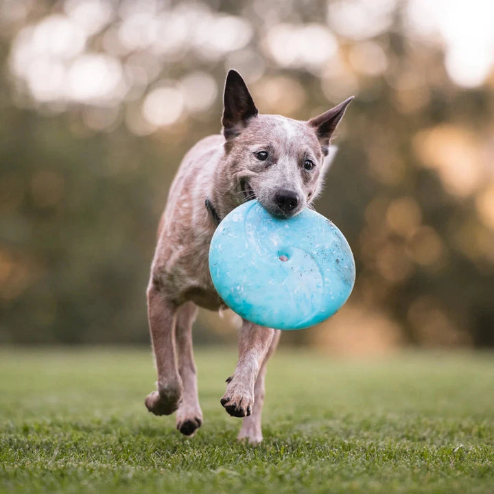 Dog running with a blue zoomierex infinidisc in a park