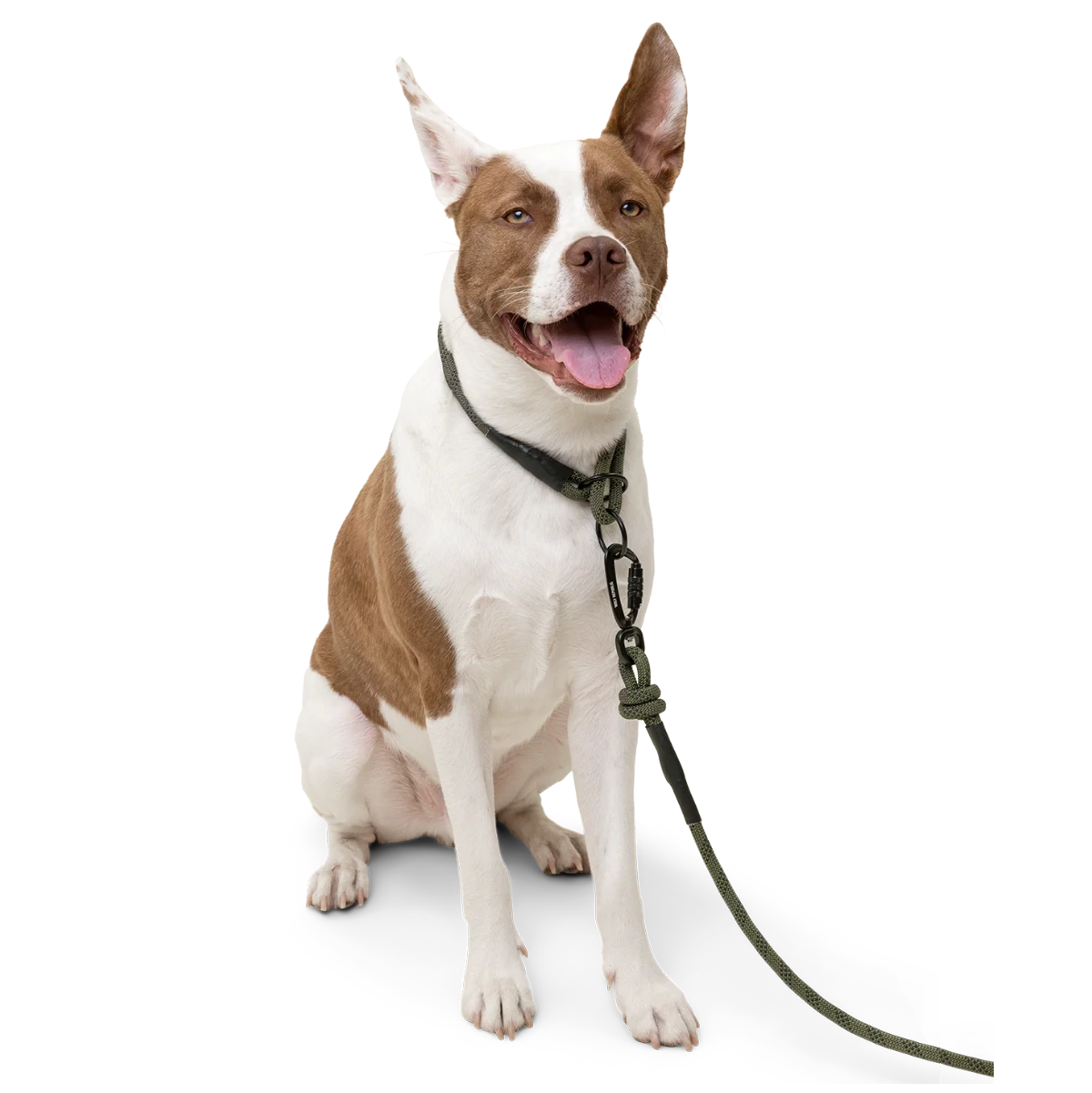 Brown spotted white dog wearjng an alpine leash